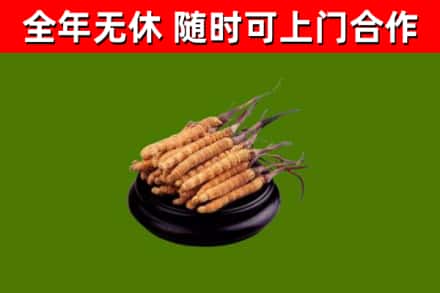 美兰区回收冬虫夏草